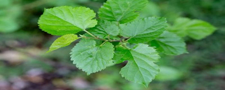 Mulberry Leaf Extract.png